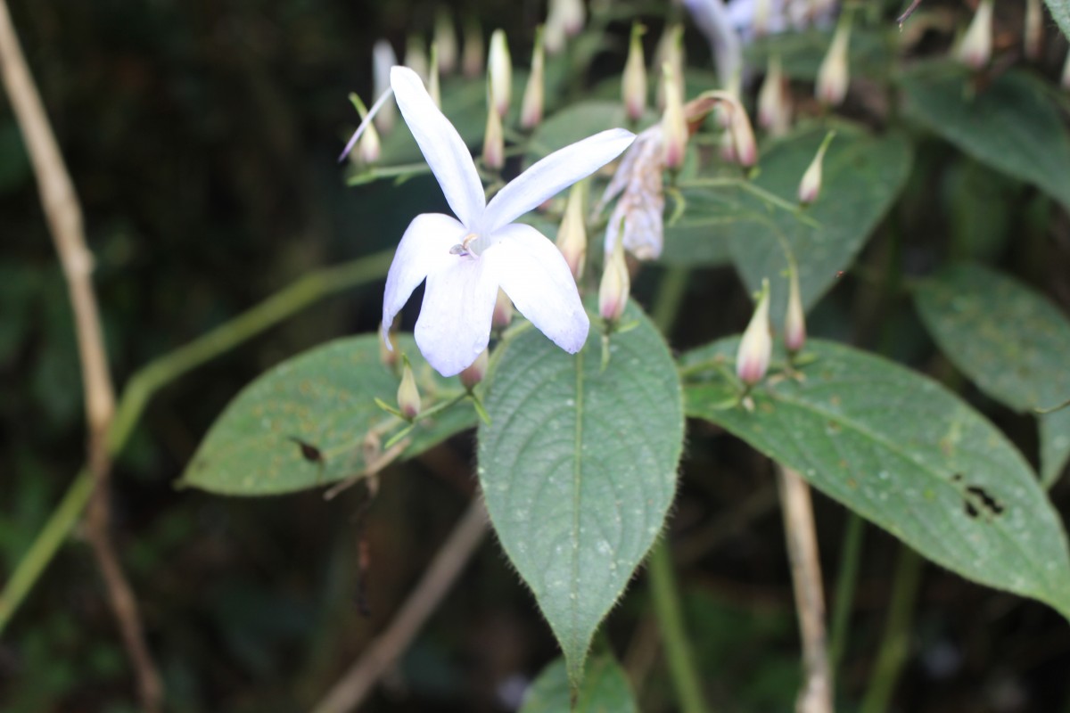 Barleria vestita T.Anderson